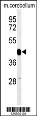 Western blot analysis of SGTB Antibody (N-term) (Cat. #AP5076a) in mouse cerebellum tissue lysates (35ug/lane).SGTB (arrow) was detected using the purified Pab.