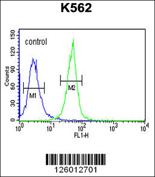 KRTAP1-1 Antibody (Center) (Cat. #AP5050c) flow cytometric analysis of K562 cells (right histogram) compared to a negative control cell (left histogram).FITC-conjugated goat-anti-rabbit secondary antibodies were used for the analysis.
