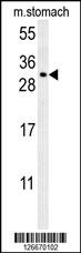 CCDC69 Antibody (Center) (Cat.#AP5466c) western blot analysis in mouse stomach tissue lysates (35ug/lane).This demonstrates the CCDC69 antibody detected the CCDC69 protein (arrow).