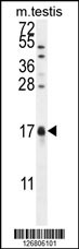 CAMK2N1 Antibody (C-term) (Cat. #AP10235b) western blot analysis in mouse testis tissue lysates (35ug/lane).This demonstrates the CaMK2N1 antibody detected the CaMK2N1 protein (arrow).