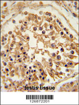 SHCBP1 Antibody (C-term) (Cat. #AP5433b) immunohistochemistry analysis in formalin fixed and paraffin embedded human testis tissue followed by peroxidase conjugation of the secondary antibody and DAB staining. This data demonstrates the use of the SHCBP1 Antibody (C-term) for immunohistochemistry. Clinical relevance has not been evaluated.