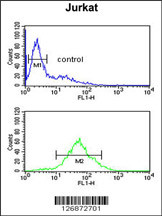 SHCBP1 Antibody (C-term) (Cat. #AP5433b) flow cytometric analysis of Jurkat cells (bottom histogram) compared to a negative control cell (top histogram).FITC-conjugated goat-anti-rabbit secondary antibodies were used for the analysis.
