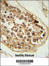 DEPDC1 Antibody (N-term) (Cat. #AP5428a) immunohistochemistry analysis in formalin fixed and paraffin embedded human testis tissue followed by peroxidase conjugation of the secondary antibody and DAB staining. This data demonstrates the use of the DEPDC1 Antibody (N-term) for immunohistochemistry. Clinical relevance has not been evaluated.