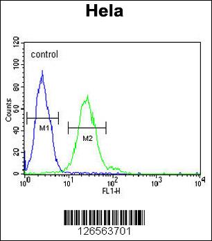 TRMT11 Antibody (C-term) (Cat. #AP5390b) flow cytometric analysis of Hela cells (right histogram) compared to a negative control cell (left histogram).FITC-conjugated goat-anti-rabbit secondary antibodies were used for the analysis.