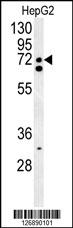 SFRS16 Antibody (Center) (Cat. #AP5351c) western blot analysis in HepG2 cell line lysates (35ug/lane).This demonstrates the SFRS16 antibody detected the SFRS16 protein (arrow).