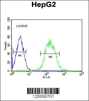 SFRS16 Antibody (Center) (Cat. #AP5351c) flow cytometric analysis of HepG2 cells (right histogram) compared to a negative control cell (left histogram).FITC-conjugated goat-anti-rabbit secondary antibodies were used for the analysis.