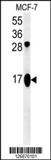 ATP5J2 Antibody (Center) (Cat. #AP5346c) western blot analysis in MCF-7 cell line lysates (35ug/lane).This demonstrates the ATP5J2 antibody detected the ATP5J2 protein (arrow).