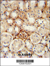 ATP5J2 Antibody (Center) (Cat. #AP5346c) immunohistochemistry analysis in formalin fixed and paraffin embedded mouse kidney tissue followed by peroxidase conjugation of the secondary antibody and DAB staining. This data demonstrates the use of the ATP5J2 Antibody (Center) for immunohistochemistry. Clinical relevance has not been evaluated.