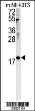 NPM3 Antibody (N-term)(Cat. #AP5335a) western blot analysis in mouse NIH-3T3 cell line lysates (35ug/lane).This demonstrates the NPM3 antibody detected the NPM3 protein (arrow).