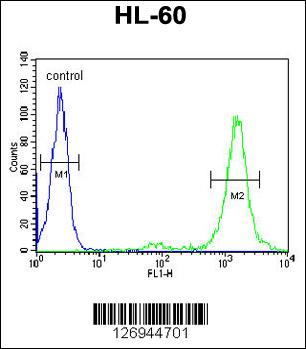 LMA1L Antibody (Center) (Cat. #AP5714c) flow cytometric analysis of HL-60 cells (right histogram) compared to a negative control cell (left histogram).FITC-conjugated goat-anti-rabbit secondary antibodies were used for the analysis.