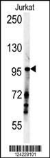 SPAG1 Antibody (N-term) (Cat. #AP5699a) western blot analysis in Jurkat cell line lysates (35ug/lane).This demonstrates the SPAG1 antibody detected the SPAG1 protein (arrow).