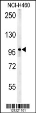 ZC3HAV1 Antibody (C-term) (Cat. #AP5695b) western blot analysis in NCI-H460 cell line lysates (35ug/lane).This demonstrates the ZC3HAV1 antibody detected the ZC3HAV1 protein (arrow).