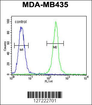 TRHDE Antibody (C-term) (Cat. #AP5635b) flow cytometric analysis of MDA-MB435 cells (right histogram) compared to a negative control cell (left histogram).FITC-conjugated goat-anti-rabbit secondary antibodies were used for the analysis.