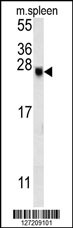 EID2 Antibody (C-term) (Cat. #AP5633b) western blot analysis in mouse spleen tissue lysates (15ug/lane).This demonstrates the EID2 antibody detected EID2 protein (arrow).