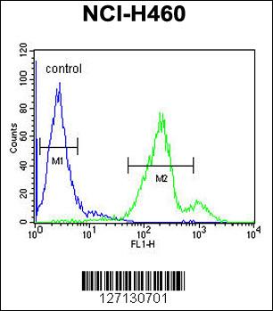 SC31B Antibody (C-term) (Cat. #AP5617b) flow cytometric analysis of NCI-H460 cells (right histogram) compared to a negative control cell (left histogram).FITC-conjugated goat-anti-rabbit secondary antibodies were used for the analysis.