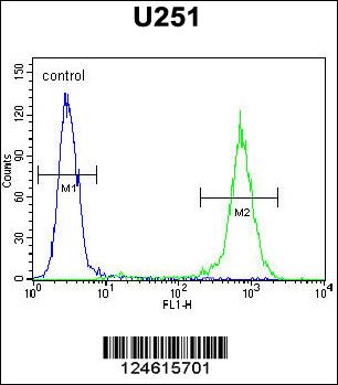 GGTLC2 Antibody (Center) (Cat. #AP10216c) flow cytometric analysis of U251 cells (right histogram) compared to a negative control cell (left histogram).FITC-conjugated goat-anti-rabbit secondary antibodies were used for the analysis.