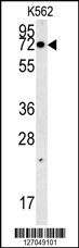 AAA1 Antibody (C-term) (Cat.#AP5508b) western blot analysis in K562 cell line lysates (35ug/lane).This demonstrates the AAA1 antibody detected the AAA1 protein (arrow).