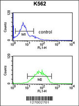 HHAT Antibody (N-term) (Cat. #AP5503a) flow cytometric analysis of K562 cells (bottom histogram) compared to a negative control cell (top histogram).FITC-conjugated goat-anti-rabbit secondary antibodies were used for the analysis.