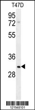 LRRC52 Antibody (C-term) (Cat. #AP5857b) western blot analysis in T47D cell line lysates (35ug/lane).This demonstrates the LRRC52 antibody detected the LRRC52 protein (arrow).