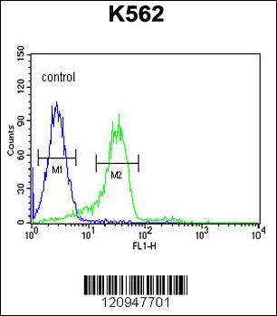 ENAM Antibody (C-term) (Cat. #AP5838b) flow cytometric analysis of K562 cells (right histogram) compared to a negative control cell (left histogram).FITC-conjugated goat-anti-rabbit secondary antibodies were used for the analysis.