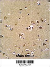 GPRASP1 antibody (C-term) (Cat. #AP5831b) immunohistochemistry analysis in formalin fixed and paraffin embedded human brain tissue followed by peroxidase conjugation of the secondary antibody and DAB staining. This data demonstrates the use of the GPRASP1 antibody (C-term) for immunohistochemistry. Clinical relevance has not been evaluated.