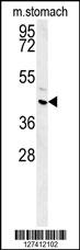 FAM26E Antibody (C-term) (Cat. #AP5814b) western blot analysis in mouse stomach tissue lysates (15ug/lane).This demonstrates the FAM26E antibody detected FAM26E protein (arrow).