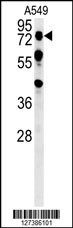 OLFML2A Antibody (N-term) (Cat. #AP5808a) western blot analysis in A549 cell line lysates (35ug/lane).This demonstrates the OLFML2A antibody detected the OLFML2A protein (arrow).