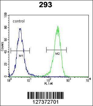 AQP11 Antibody (C-term) (Cat. #AP5805b) flow cytometric analysis of 293 cells (right histogram) compared to a negative control cell (left histogram).FITC-conjugated goat-anti-rabbit secondary antibodies were used for the analysis.