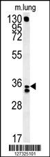 RCN3 Antibody (Center) (Cat. #AP5788c) western blot analysis in mouse lung tissue lysates (15ug/lane).This demonstrates the RCN3 antibody detected RCN3 protein (arrow).