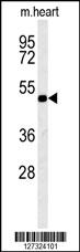 KCNV1 Antibody (N-term) (Cat. #AP5787a) western blot analysis in mouse heart tissue lysates (15ug/lane).This demonstrates the KCNV1 antibody detected KCNV1 protein (arrow).