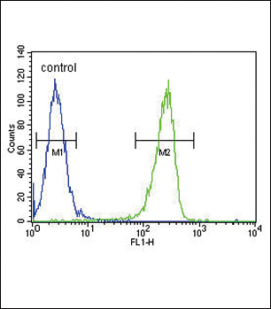KIR2DS2 Antibody (Center) (Cat. #AP5764c) flow cytometric analysis of A2058 cells (right histogram) compared to a negative control cell (left histogram).FITC-conjugated goat-anti-rabbit secondary antibodies were used for the analysis.