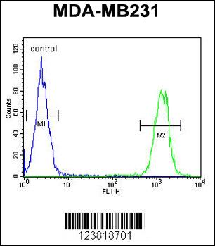 KIR2DL2 Antibody (C-Term) (Cat. #AP5762d) flow cytometric analysis of MDA-MB231 cells (right histogram) compared to a negative control cell (left histogram).FITC-conjugated goat-anti-rabbit secondary antibodies were used for the analysis.