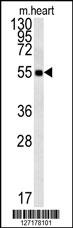 FAM105B Antibody (Center) (Cat. #AP5734c) western blot analysis in mouse heart tissue lysates (15ug/lane).This demonstrates the FAM105B antibody detected FAM105B protein (arrow).