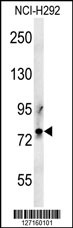 PRG2 Antibody (Center) (Cat. #AP5732c) western blot analysis in NCI-H292 cell line lysates (35ug/lane).This demonstrates the PRG2 antibody detected the PRG2 protein (arrow).
