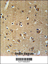 PRG2 Antibody (Center) (Cat. #AP5732c) immunohistochemistry analysis in formalin fixed and paraffin embedded human brain tissue followed by peroxidase conjugation of the secondary antibody and DAB staining. This data demonstrates the use of the PRG2 Antibody (Center) for immunohistochemistry. Clinical relevance has not been evaluated.