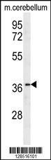 OR10X1 Antibody (Center) (Cat. #AP10637b) western blot analysis in mouse cerebellum tissue lysates (35ug/lane).This demonstrates the OR10X1 antibody detected the OR10X1 protein (arrow).