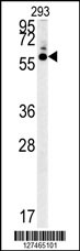 HTR3C Antibody (Center) (Cat. #AP5973c) western blot analysis in 293 cell line lysates (35ug/lane).This demonstrates the HTR3C antibody detected the HTR3C protein (arrow).