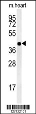 hCG_1745121 Antibody (C-term) (Cat. #AP5961b) western blot analysis in mouse heart tissue lysates (15ug/lane).This demonstrates the CG_1745121 antibody detected CG_1745121 protein (arrow).