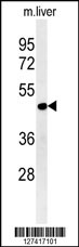 DDI2 Antibody (Center) (Cat. #AP5959c) western blot analysis in mouse liver tissue lysates (15ug/lane).This demonstrates the DDI2 antibody detected DDI2 protein (arrow).