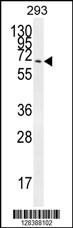 CCDC37 Antibody (N-term) (Cat. #AP10625a) western blot analysis in 293 cell line lysates (35ug/lane).This demonstrates the CCDC37 antibody detected the CCDC37 protein (arrow).