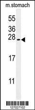 SRTD3 Antibody (N-term) (Cat. #AP5927a) western blot analysis in mouse stomach tissue lysates (35ug/lane).This demonstrates the SRTD3 antibody detected the SRTD3 protein (arrow).