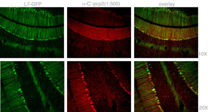 Staining with Mouse Pcp2 Antibody (C-term) (Cat.#AP6356b) was colocalized with GFP in most of the Purkinje cells with low background in 1:500 dilution condition. Intensity of PCP2 staining was not necessarily corresponded to the intensity of GFP, and there are a few GFP positive , not stained with pcp2 antibody, cells. In dendrites and axons of Purkinje cells, most of fibers stained with PCP-2 antibodies were colocalized with GFP.