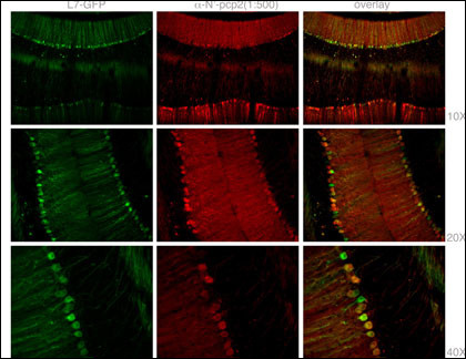 Staining with Mouse Pcp2 Antibody (N-term) (Cat.#AP6356a) was colocalized with GFP in most of the Purkinje cells with low background in 1:500 dilution condition. Intensity of PCP2 staining was not necessarily corresponded to the intensity of GFP, and there are a few GFP positive , not stained with pcp2 antibody, cells(see middle and low panel). In dendrites and axons of Purkinje cells, most of fibers stained with PCP-2 antibodies were colocalized with GFP.