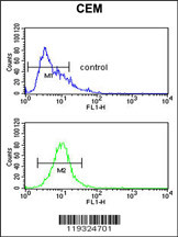 FUT1 Antibody (Center) (Cat. #AP6573c) flow cytometric analysis of CEM cells (bottom histogram) compared to a negative control cell (top histogram).FITC-conjugated goat-anti-rabbit secondary antibodies were used for the analysis.