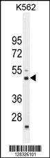 RBM43 Antibody (N-term) (Cat. #AP10608a) western blot analysis in K562 cell line lysates (35ug/lane).This demonstrates the RBM43 antibody detected the RBM43 protein (arrow).