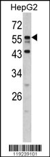 Western blot analysis of DONSON antibody (N-term) (Cat. #AP6567a) in HepG2 cell line lysates (35ug/lane). DONSON (arrow) was detected using the purified Pab.