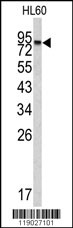 Western blot analysis of CPXM2 antibody (N-term) (Cat.# AP6561a) in HL60 cell line lysates (35ug/lane). CPXM2 (arrow) was detected using the purified Pab.