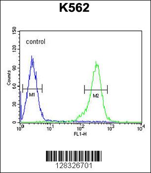RBM43 Antibody (N-term) (Cat. #AP10608a) flow cytometric analysis of K562 cells (right histogram) compared to a negative control cell (left histogram).FITC-conjugated goat-anti-rabbit secondary antibodies were used for the analysis.