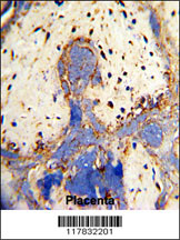 Formalin-fixed and paraffin-embedded human placenta with CPZ Antibody (N-term), which was peroxidase-conjugated to the secondary antibody, followed by DAB staining. This data demonstrates the use of this antibody for immunohistochemistry; clinical relevance has not been evaluated.