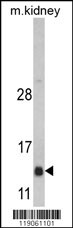 Western blot analysis of DNAJC19 Antibody (Center) (Cat. #AP6542c) in mouse kidney tissue lysates (35ug/lane). DNAJC19 (arrow) was detected using the purified Pab.